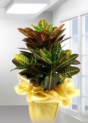 Cratton çiçek Gönder 