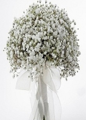 Şans Çiçeği ( cipsofilya )